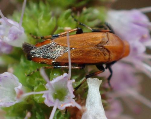 Macrosiagon ferruginea